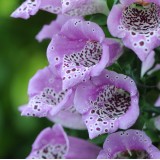 Digitalis purpurea 'Lavender Carousel'